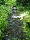 99 Ludd brearley woods 2