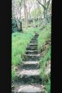 596 Hb Cat steps