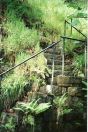 445 Tod buckley woods 2